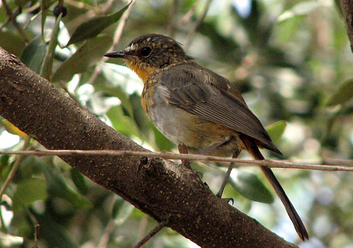 IMG_5127.JPG - Jong Janfrederik leer vlieg