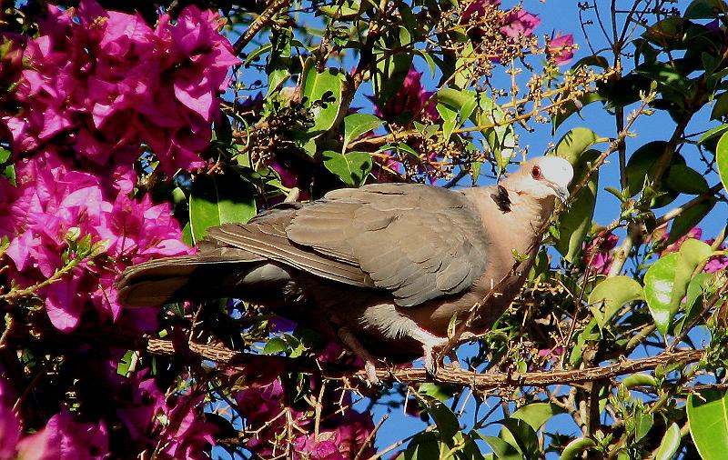 IMG_4620.JPG - Grootringduif