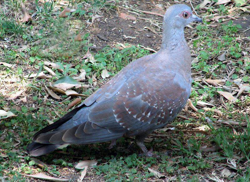 IMG_6122.JPG - Kransduif Rock Pigeon
