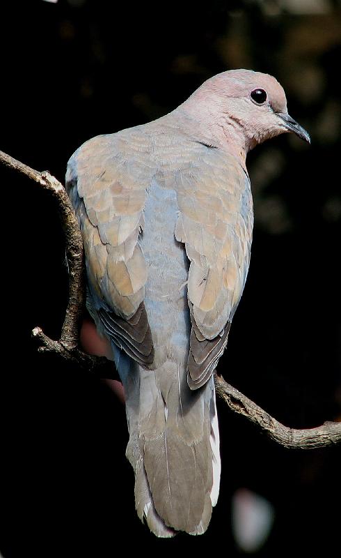Rooiborsduifie.jpg - Rooiborsduifie of sommer lemoenduifie
