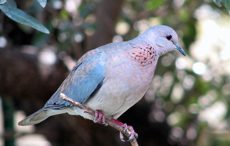 Rooiborsduifieduit.jpg - Rooiborsduifie ...