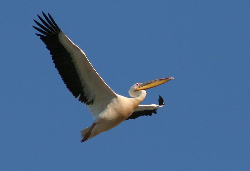 pelikaan1.jpg - Pelikaan in vlug