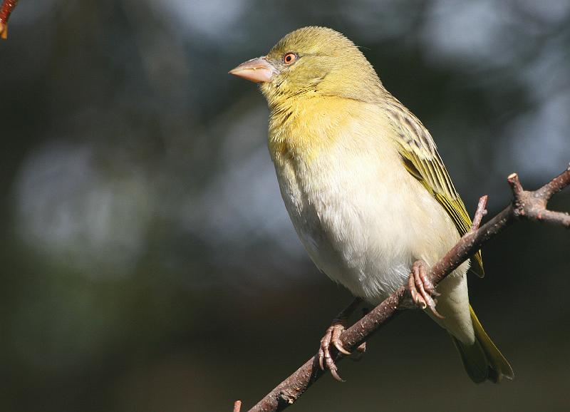 4.jpg - Swartkeelvink in sy gewone vere..