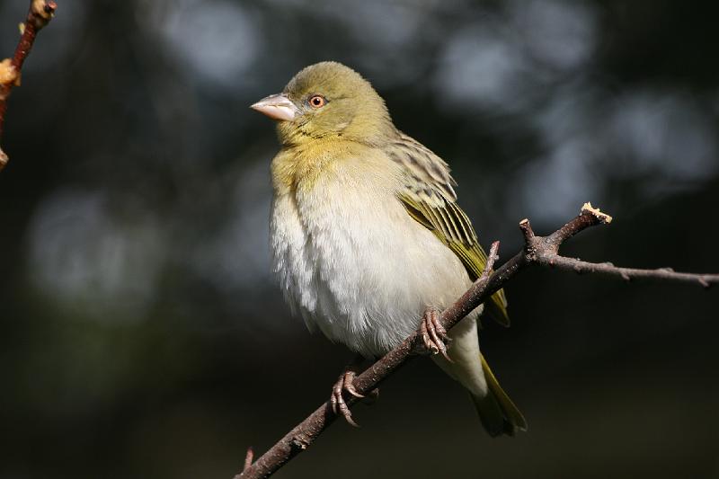 8.jpg - Swartkeelvinkmannetjie