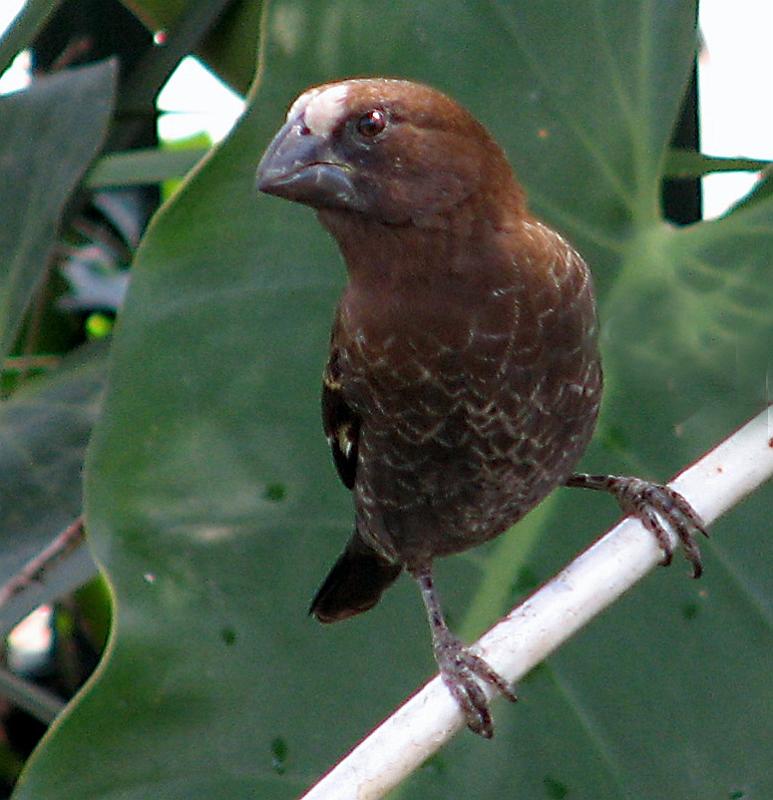Dikbekwerwer1.jpg - Dikbekwerwer  Thickbilled Weaver