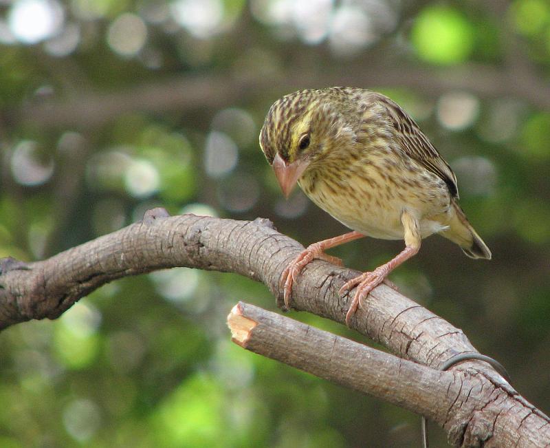 IMG_5081.JPG - Is ek nie pragtig nie ?