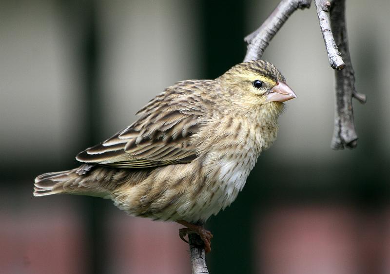 Vinkwyfie021.jpg - Suidelike Rooivinkwyfie.. Habitat Grasveld en savanne, gewoonlik naby water.