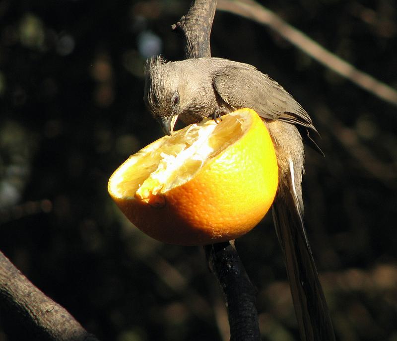 IMG_1624.JPG - Lekker....