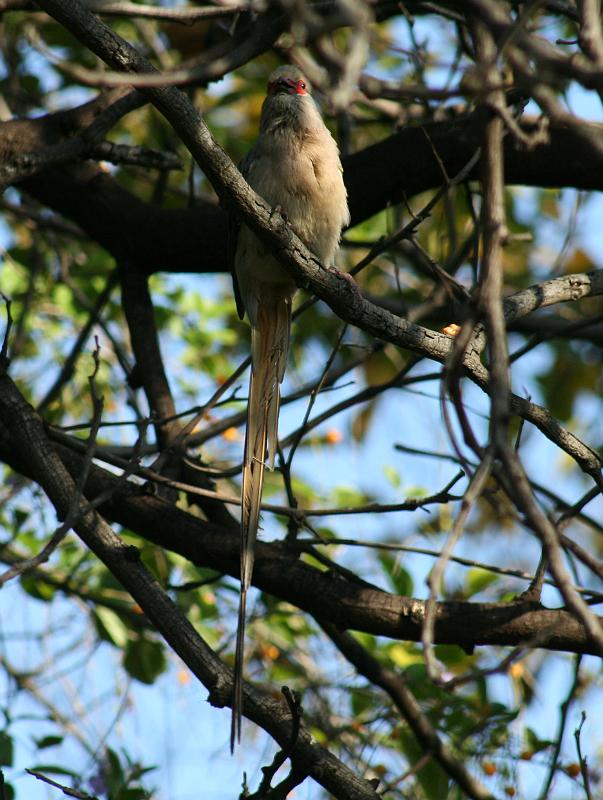 1.JPG - Rooiwangmuisvoel eet bessies