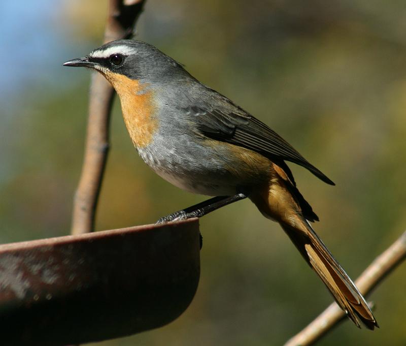 4.JPG - Ja maar ons ounooi sorg vir ons!  Ek is die kaaseter!