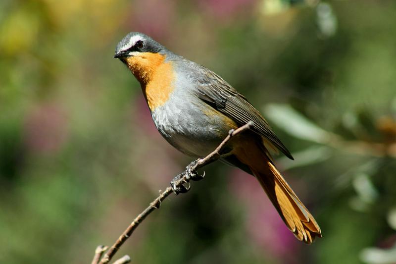 6.JPG - Hmmm ek wonder wat is op die spyskaart vandag?