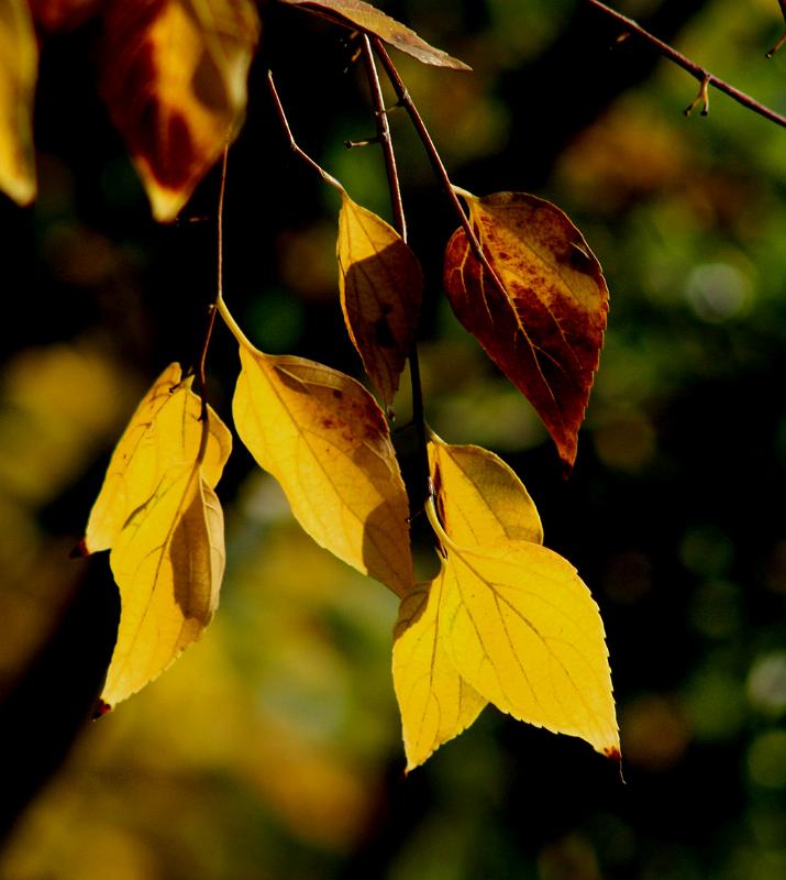 7.JPG - Herfs pragtig die kleure van die blare in die herfs....
