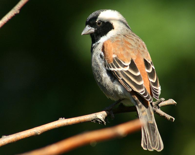 8.JPG - Gewone mossie mannetjie sit heerlik in die herfs sonnetjie...