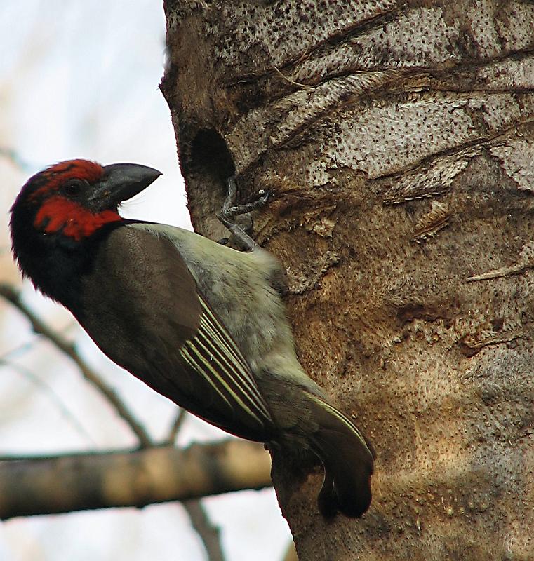 IMG_0629.JPG - Hmm is alles nog reg in die nes?...