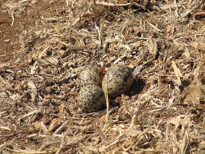 IMG_0803.JPG - Kroonkiewiet se eiers. Jy moet ook mooi kyk om die eiers raak te sien. 
