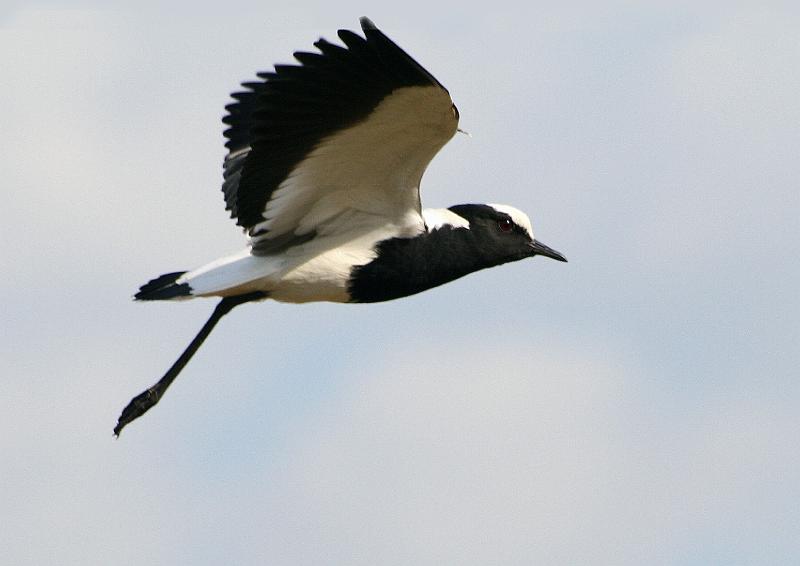 Untitled-1.jpg - Bontkiewiet vlieg...