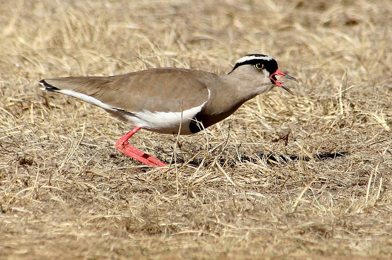 kiewiet.jpg - Kiewiet lei jou so van sy nes af....