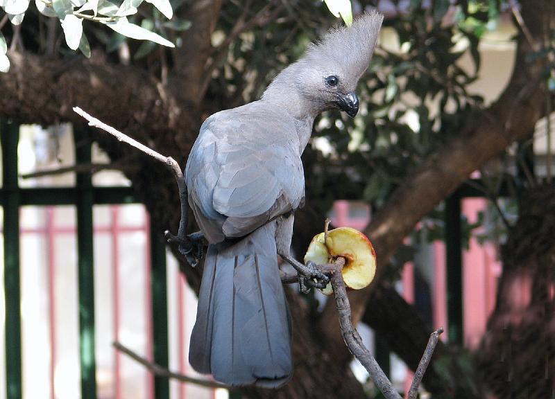 IMG_1434.JPG - Hmm die appel is myne!!!! ek deel dit nie!..