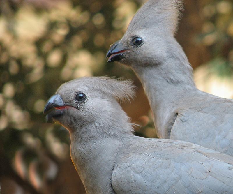 kwevoelsprotorette.jpg - Ons eet lekker 2 kwe-voels Grey Lourie