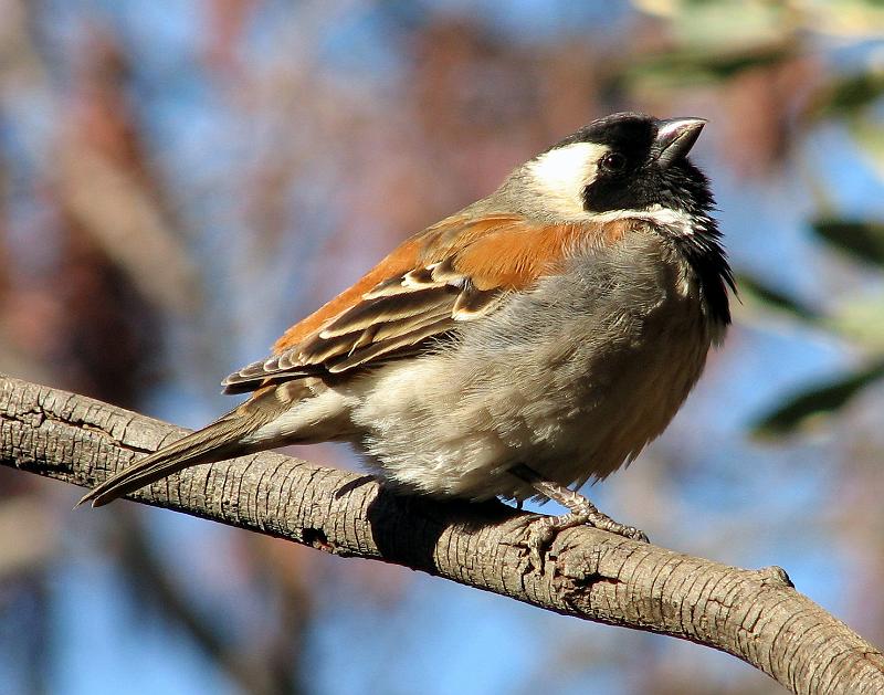 IMG_0146.JPG - Gewone Mossie.Roep: 'n Reeks musikale 'tjissup' geluid.