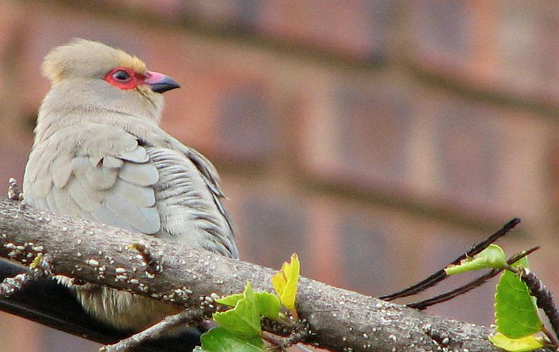 Rooiwangmuisvoel3.jpg - Hoe lekker sit ek nie!