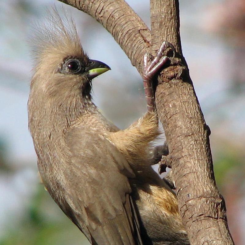 muisvoel1.jpg - Kyk sy pragtige kuif hulle maak 'n kras 'zhrrik-zjrrik geluid.
