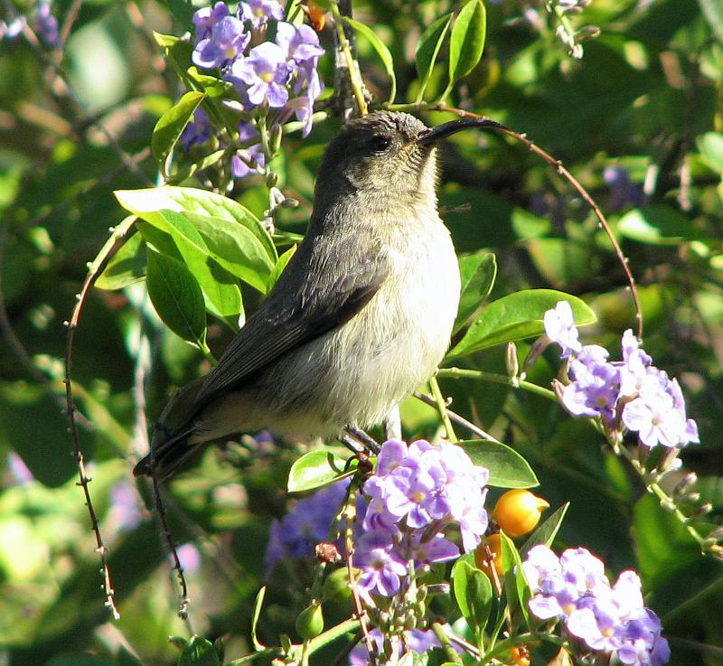 IMG_1039.JPG - Die nektar van die blomme is heerlik!