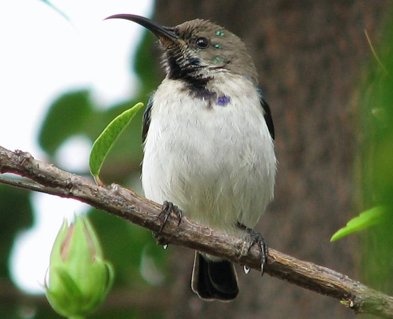 IMG_8728.JPG - Jong Witpenssuikerbekkie mannetjie, is ek nie pragtig nie!