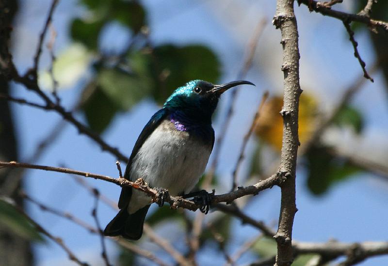 Suikerbekkie.jpg - Hulle roep 'n harde "tjoe-iee, tjoe-iee gevolg deur 'n vinnige klinkende reeds note.