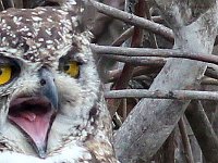 uil  Spotted Eagle Owl - Frieda Prinsloo - 2013 : frieda