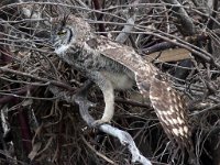 uitstrek  Spotted Eagle Owl - Frieda Prinsloo - 2013 : frieda
