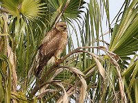 valk  Jakkalsvoel : frieda