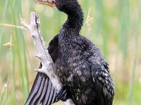 rietduiker  Reed Cormorant -Jan  Prinsloo 2013 : jan