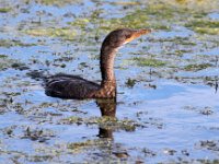 rietduiker2  Reed Cormorant Frieda Prinsloo 2014 : frieda