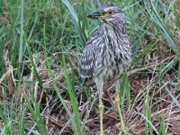 1600iso  Young Night Heron : frieda