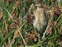 woudapie3  Little Bittern - Frieda Prinsloo 2012 : frieda