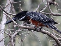 beste  Gaint Kingfisher - Frieda Prinsloo 2014 : frieda