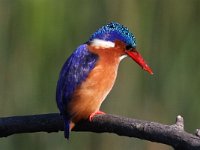 Kingfishers