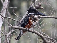 reusevisvanger4  Gaint Kingfisher - Frieda Prinsloo 2014 : frieda