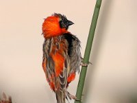 Rooivink  Red Bishop : frieda