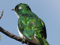 meitjie  Klaas Cuckoo - Frieda Prinsloo 2013 : frieda