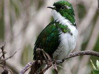 meitjie3  Klaas Cuckoo - Frieda Prinsloo 2013 : frieda