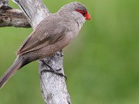 opskrif2  Common Waxbill - Frieda prinsloo : frieda