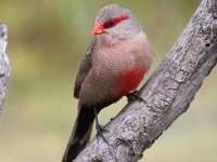 rooibeksysies  Common Waxbill - Frieda prinsloo 2014 : frieda