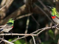 suikerbekkies  Southern Double-collared Sunbird : frieda