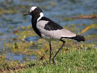 bontkiewiet  Blacksmith Lapwing Plover - Jan prinsloo 2014 : jan