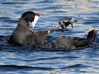 skopgeveg1  Red-knobbed Coot -Jan Prinsloo 2014 : JAN