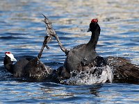 skopgeveg2  Red-knobbed Coot -Jan Prinsloo 2014 : JAN