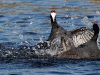 skopgeveg4  Red-knobbed Coot -Jan Prinsloo 2014 : JAN