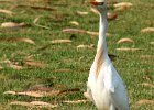 Bosluisvoel  Bosluisvoel Cattle Egret Hoofsaaklik nie waterlewend gewoonlik saam met beeste of wild